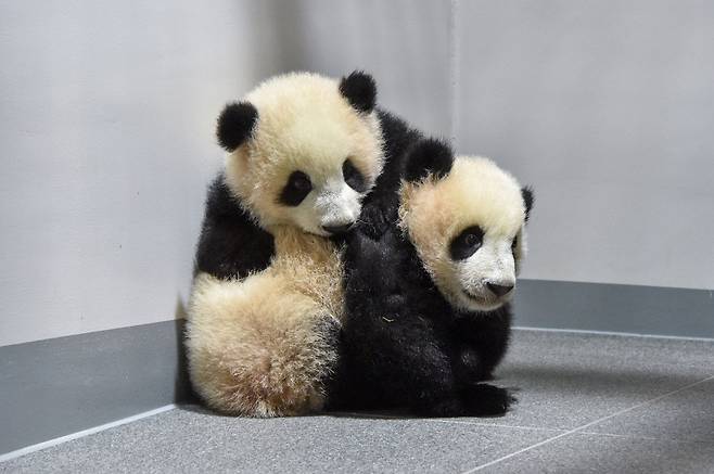 일본 도쿄 우에노 동물원에서 지난해 6월 23일 태어난 쌍둥이 판다의 모습.(사진=신화 연합뉴스)