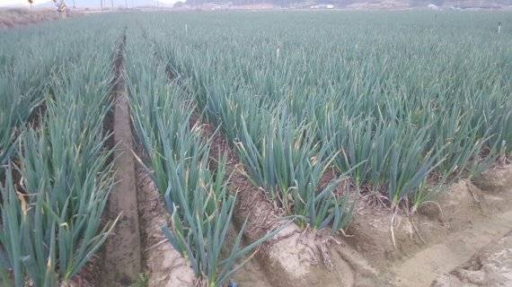 전남 신안군의 대표 소득 작물인 대파.