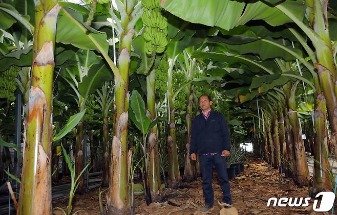 오영상 엣지해남바나나 대표. © News1