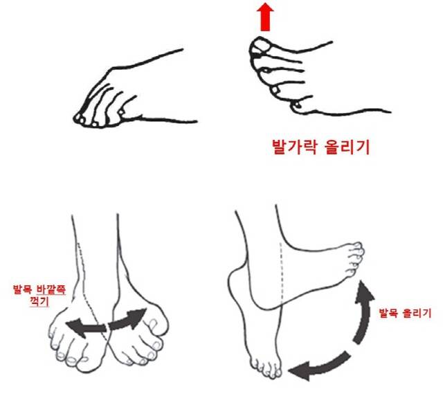 비골신경이 담당하는 운동 기능/대한말초신경학회