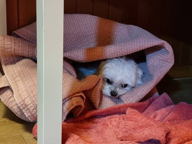 한살 말티즈 다롱이가 지난 10일 구조된 후 동물권 행동 케어 활동가들이 만들어준 침대에 엎드려 휴식을 취하고 있다./사진제공=동물권 행동 케어