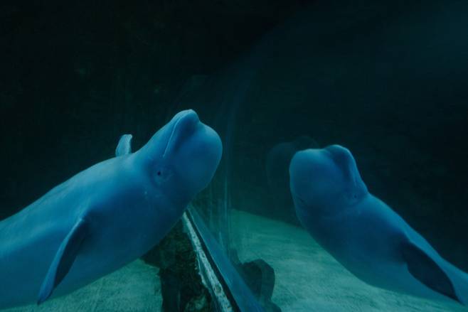 롯데월드 아쿠아리움에서 사육 중인 벨루가 벨라(암컷, 10세). 수족관에서 사람은 보는, 고래는 보여지는 존재이다.