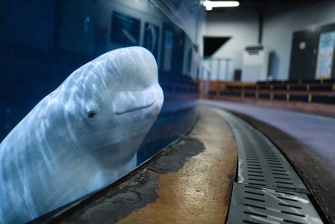 한화 아쿠아플라넷 여수에서 사육 중인 벨루가 루비(암컷, 12살)가 수조 밖을 바라보고 있다. 지난 2011년 루비와 함께 러시아에서 수입된 루이와 루오는 차례로 목숨을 잃었고, 지금은 루비 혼자 남았다.