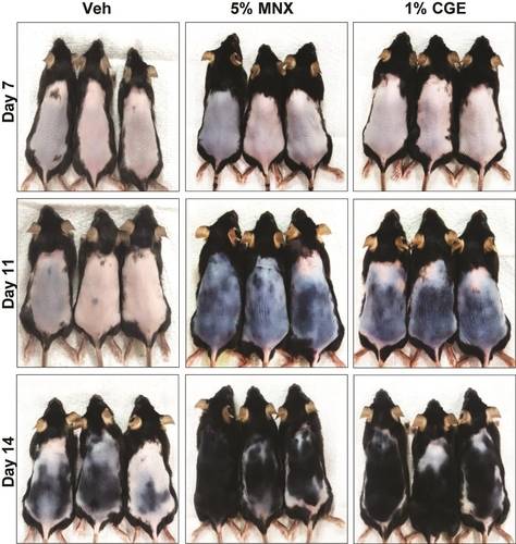 '잔디 추출물' 메이신 발모 효과 실험 왼쪽부터 대조군, 미녹시딜 처리군, 센티페드그라스 추출물 처리군. [한국원자력연구원 제공. 재판매 및 DB 금지]