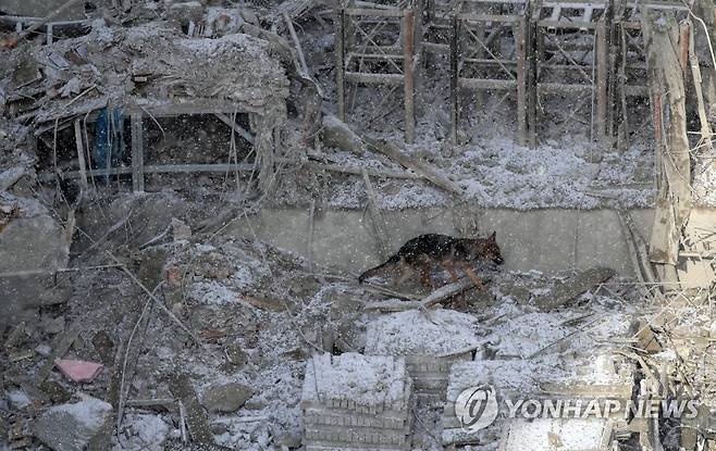 실종자 흔적 찾아나선 수색견 [연합뉴스 자료사진]