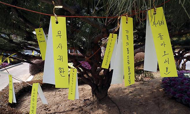 17일 광주 북구청 광장에 화정아이파크 실종자들의 무사 귀환을 기원하는 노란 리본이 걸려 있다. 연합뉴스