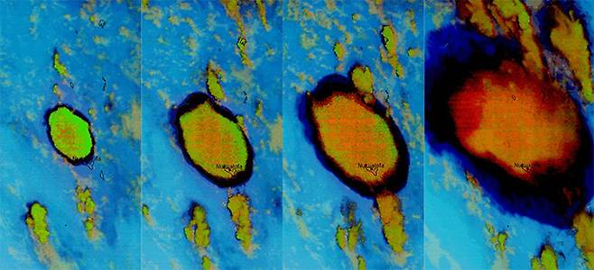 13일(현지시간) 남태평양 통가 인근에서 관측 사상 최대 규모로 발생한 해저화산 분출 장면이 미국 국립해양대기국(NOAA) 위성에 실시간으로 찍혀 있다. 국립해양대기국 홈페이지 캡처