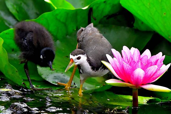 흰배뜸부기 새끼는 어미를 따라다니면서 먹이를 찾거나 천적을 피하는 법을 익힌다.민속자연사박물관 제공