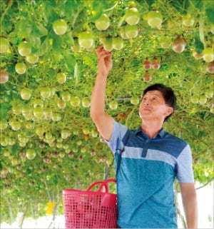 전남의 한 농가에서 농민이 패션프루트(백향과)를 수확하고 있다.  /전라남도 제공