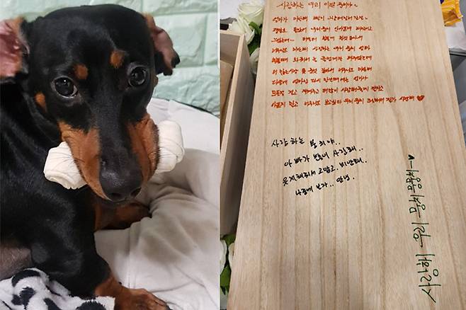 2021년 11월 피부병으로 A동물병원에 입원했다가 치료 중 죽은 뭉치 생전 모습(좌측). 우측 사진은 죽은 뭉치 관. 독자 제공