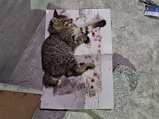 지난 23일 오후 9시쯤 울산시 남구 신정2동 한 아파트 지하에서 새끼고양이가 끈끈이에 걸려 움직이지 못하고 있다./사진=뉴시스(제보자 제공)