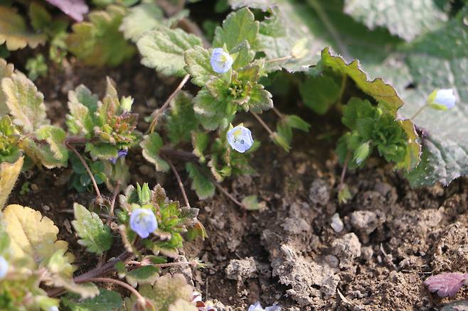 신안 퍼플섬 큰개불알풀(큰봄까치꽃).