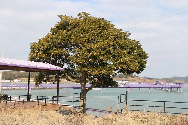 신안 퍼플섬 후박나무. 뒤로 퍼플교가 보인다.