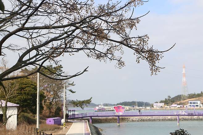 신안 퍼플섬 멀구슬나무.