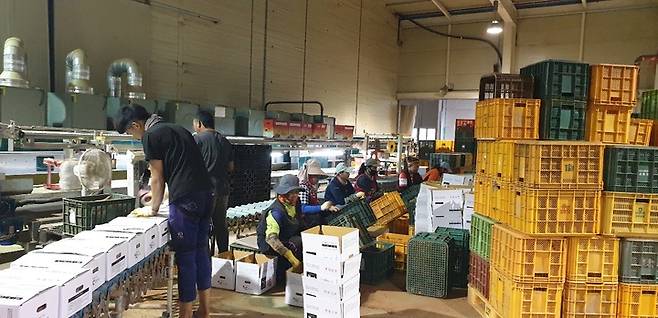 고창 황토배기유통에서 고구마 선별·포장 작업이 진행되고 있다. *재판매 및 DB 금지