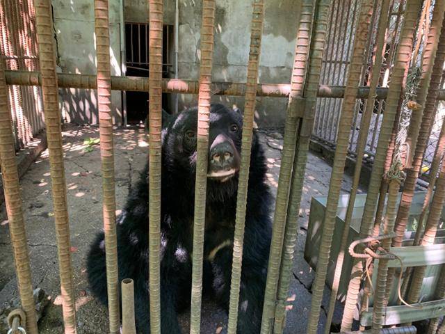 강원 화천군 곰 농장 우리 속 곰들이 열악한 환경에서 사육되고 있다. 화천= 고은경 기자