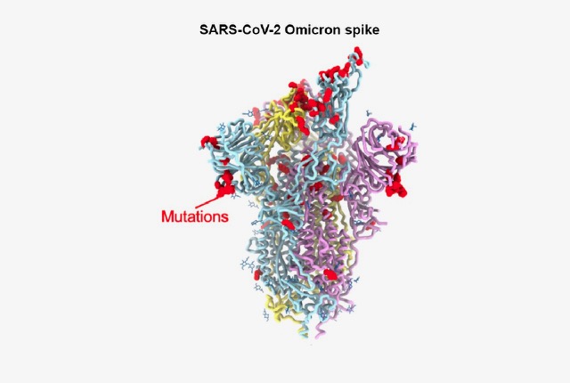 신종 코로나바이러스 감염증(COVID-19·코로나19) 오미크론 변이의 단백질 구조를 분석한 결과 바이러스가 인간 세포에 결합하는 능력을 2.4배 증가시킨 것으로 나타났다. 워싱턴대 제공