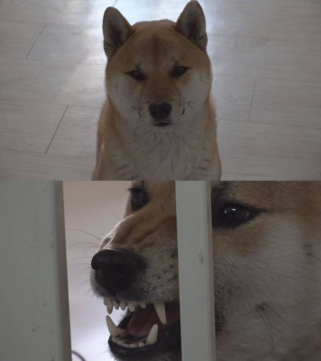 [서울=뉴시스] 시바견 복이 동물농장. 2022.01.28. (사진= SBS  제공) photo@newsis.com*재판매 및 DB 금지 *재판매 및 DB 금지