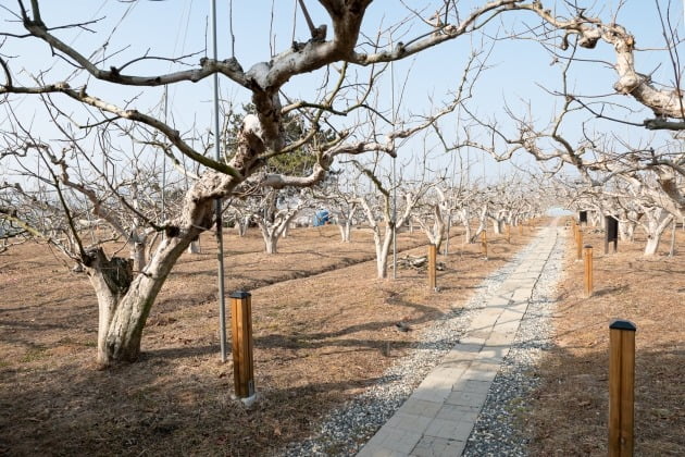 경남 창원시 의창구 대산면 '다감농원'의 감나무 모습. [사진=티몬 제공]