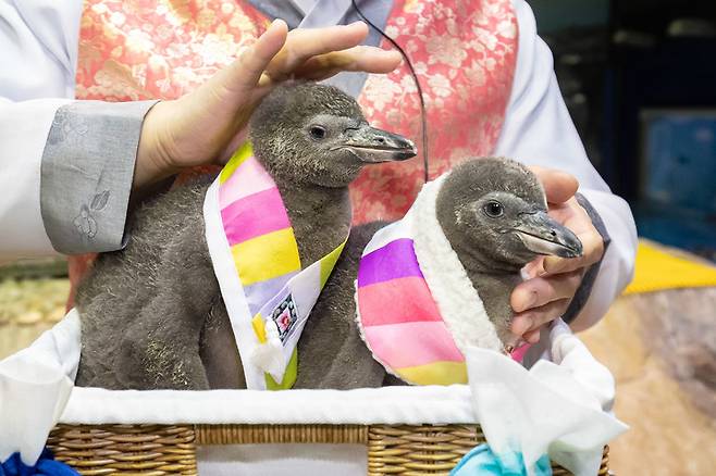 25일 롯데월드 아쿠아리움에서 관람객에게 미리 설날 인사를 하는 아기 훔볼트 펭귄들 *재판매 및 DB 금지
