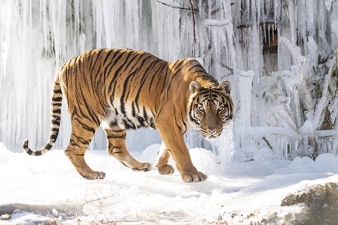 에버랜드 '타이거밸리'의 한국 호랑이 *재판매 및 DB 금지