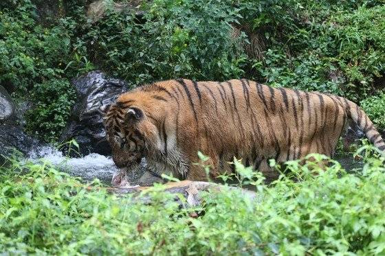 에버랜드 동물원의 백두산호랑이. 중앙포토.