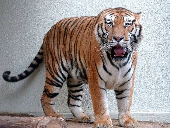 한중 우호의 상징으로 중국의 후진타오 국가주석이 2005년 한국에 기증한 백두산 호랑이 수놈 `두만`. 중앙포토