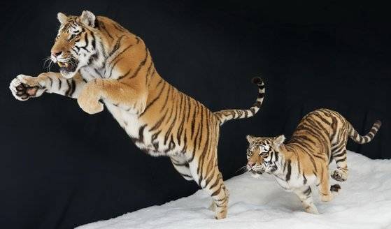 서울대공원이 자연사한 백두산호랑이 두 마리를 박제했다. 박제된 호랑이는 각 2018년 12월, 2016년 10월 자연사한 '한울이'와 '코아'다. 연합뉴스