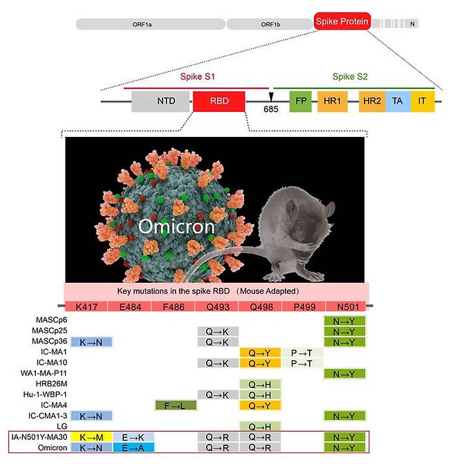 연구팀은 쥐의 샘플과 오미크론 변이에게서 유사한 5개의 돌연변이가 발견됐다고 밝혔다.