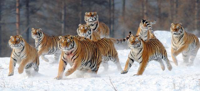 중국 헤이룽장성 무단장시 동북호림원에서 뛰노는 백두산 호랑이들. 한국일보 자료사진