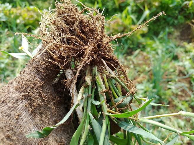 파뿌리. 중앙포토