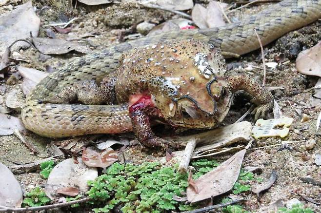 쿠크리뱀이 두꺼비의 단단한 살집을 찢고 들어가서 내장을 포식하고 있는 모습. 쿠크리뱀은 뱀은 모든 먹이를 통째 삼킨다는 고정관념을 깨뜨렸다. /Winai Suthanthangjai
