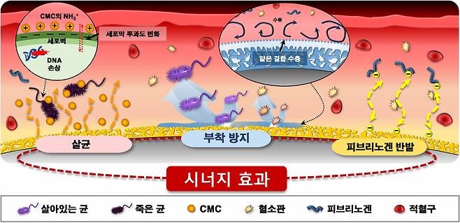 제안된 코팅 기술이 적용된 혈관 카테터의 다기능 성능 시너지 효과.[전북대학교 제공]