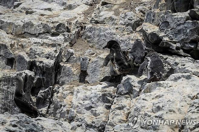 2일(현지시간) 페루 기름 유출 해안 근처 섬에 서식하는 훔볼트 펭귄들 [EPA 연합뉴스 자료사진. 재판매 및 DB 금지]