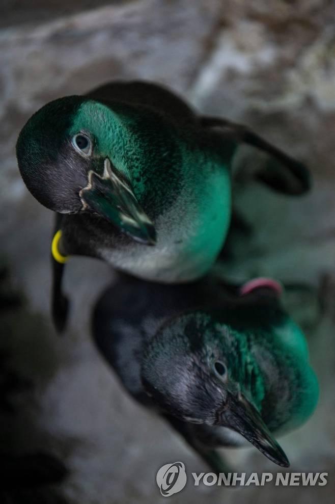 2일(현지시간) 페루 기름 유출 해안에서 구출돼 목욕을 마친 훔볼트 펭귄 [AFP 연합뉴스 자료사진. 재판매 및 DB 금지]