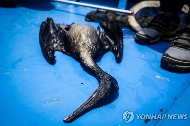 2일(현지시간) 페루 기름 유출 해안에서 발견된 바닷새 사체 [EPA 연합뉴스 자료사진. 재판매 및 DB 금지]
