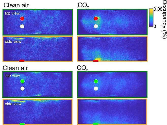 아무런 후각 자극이 없으면 모기는 실험 장치 바닥의 점이 붉은색이든 녹색이든 모두 무시했다(왼쪽). 반면 날숨처럼 이산화탄소가 뿜어져 나오면 붉은색으로 몰려갔다(오른쪽). 노란색은 모기의 밀집도가 높은 것을 의미한다./미 워싱턴대