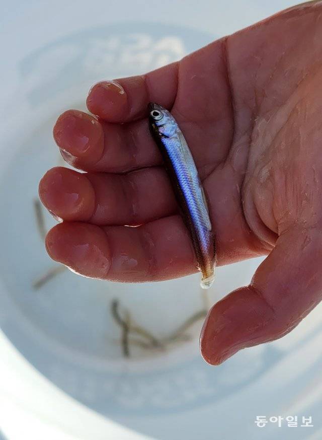 고사리 손에 잡힌 빙어.