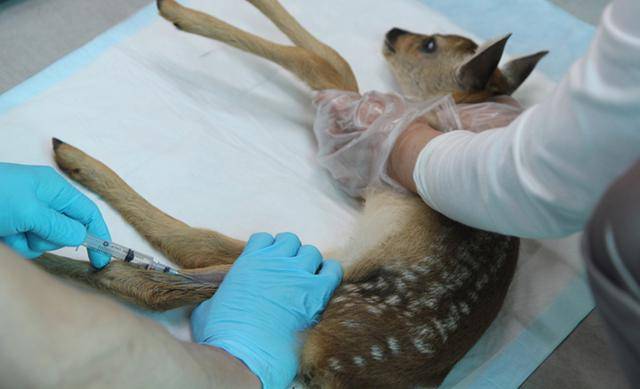 로드킬을 당한 후 치료를 받고 있는 새끼 고라니. 경기도 제공