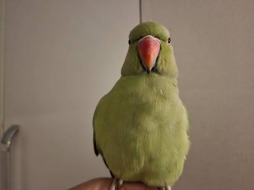 반려 앵무새 '연두'를 어두운 곳에서 갤럭시S22 울트라로 찍은 사진. 깃털 부분이 비교적 세밀하게 잘 드러났다.