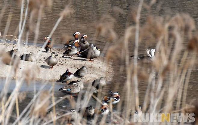 해바라기 중인 원앙과 흰빰검둥오리