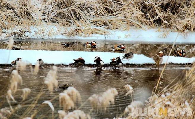 원앙 가족(1월25일 이선행 작가 촬영)