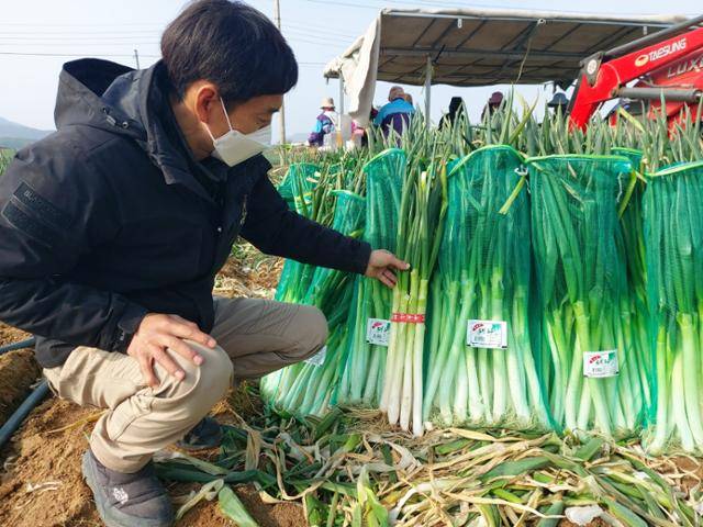 지난달 26일 전남 신안 자은면에서 대파 농사를 짓고 있는 강수현씨가 신안 대파의 특징을 설명하고 있다. 신안= 김성환 기자