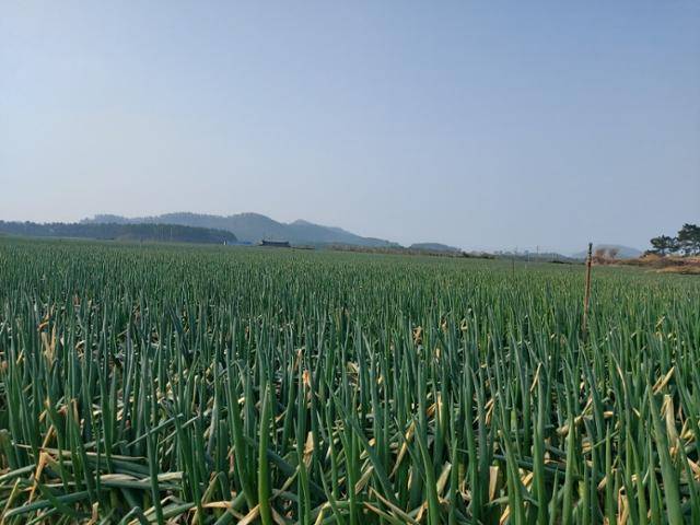 전남 신안군 자은면에 끝없이 펼쳐진 대파들판. 이곳을 포함한 주변 섬 지역에서 생산되는 대파는 전국 생산량의 70%를 차지한다. 신안= 김성환 기자