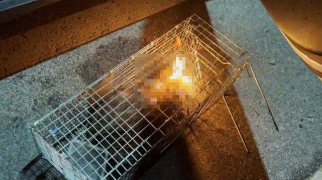 ⓒ디시인사이드 '야옹이갤러리'