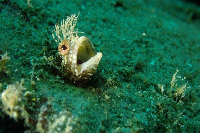 독도를 품은 동해의 수온이 지난 반세기 동안 약 1.7도 상승하면서 여름철 독도 근처에서 아열대성 어종들이 새롭게 발견되는 일이 잦아졌다. 토착어종들이 여전히 독도를 지키는 중에도 생태계 변화가 진행 중이다. 사진은 2010년 이후 독도 주변 바닷속에서 촬영된 물고기들. 비늘배도라치.해양수산부 공식블로그 캡처