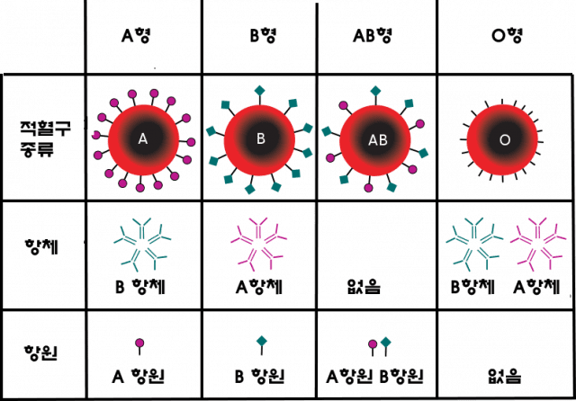 ABO식 혈액형 결정 방식 (자료=위키피디아)