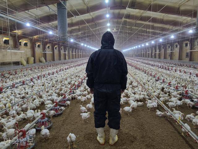 지난달 29일 찾은 강원 춘천시의 한 육계농가 모습. 농장주인 김모(39)씨가 계사를 걸어가고 있다. 춘천=조소진 기자