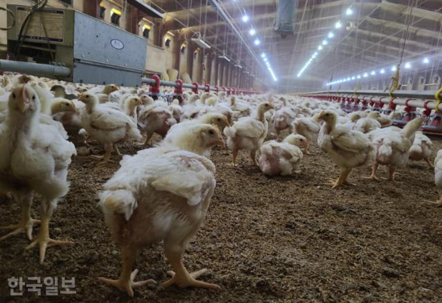 강원 춘천시의 한 육계농장에서 크고 있는 23일령 된 닭의 모습. 춘천=조소진 기자