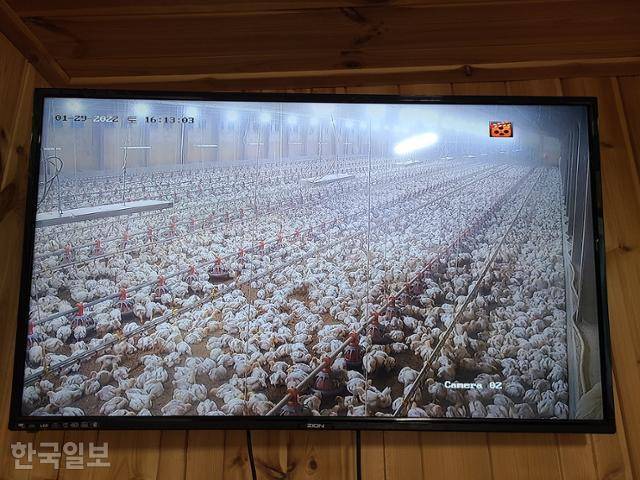 강원 춘천시에서 육계농장을 운영하고 있는 김모(39)씨의 방 한켠에는 계사의 상황을 실시간으로 볼 수 있는 폐쇄회로(CC) TV가 있었다. 춘천=조소진 기자